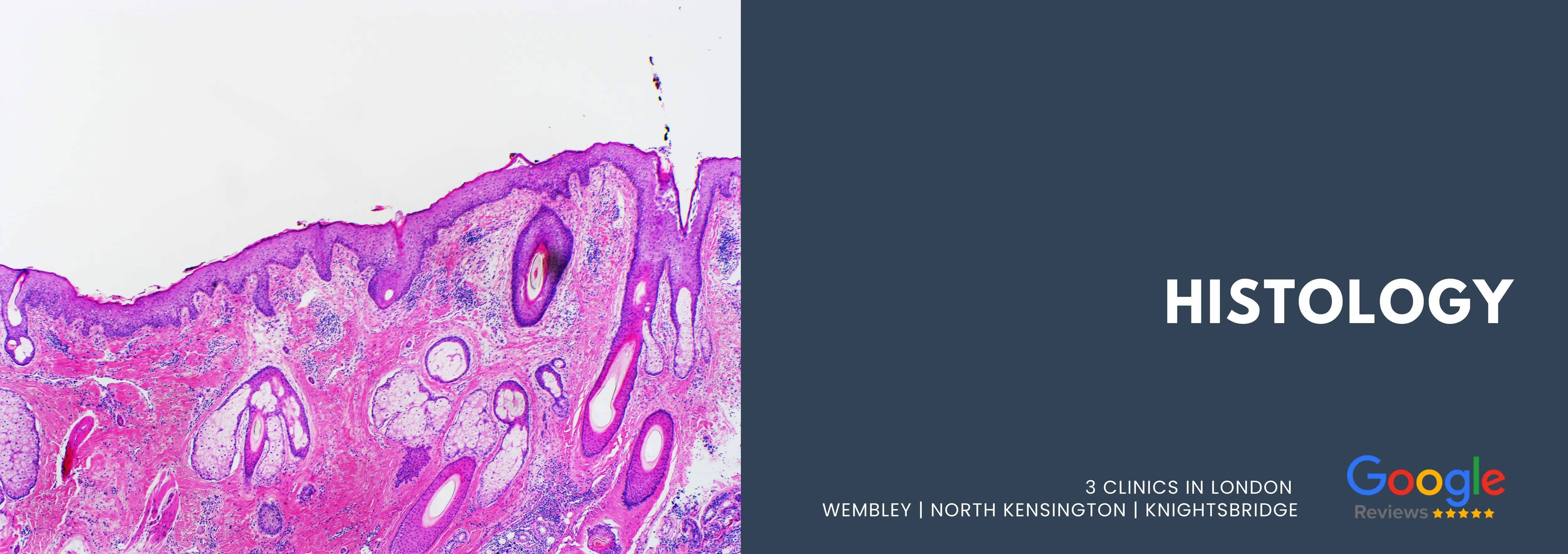 Histology