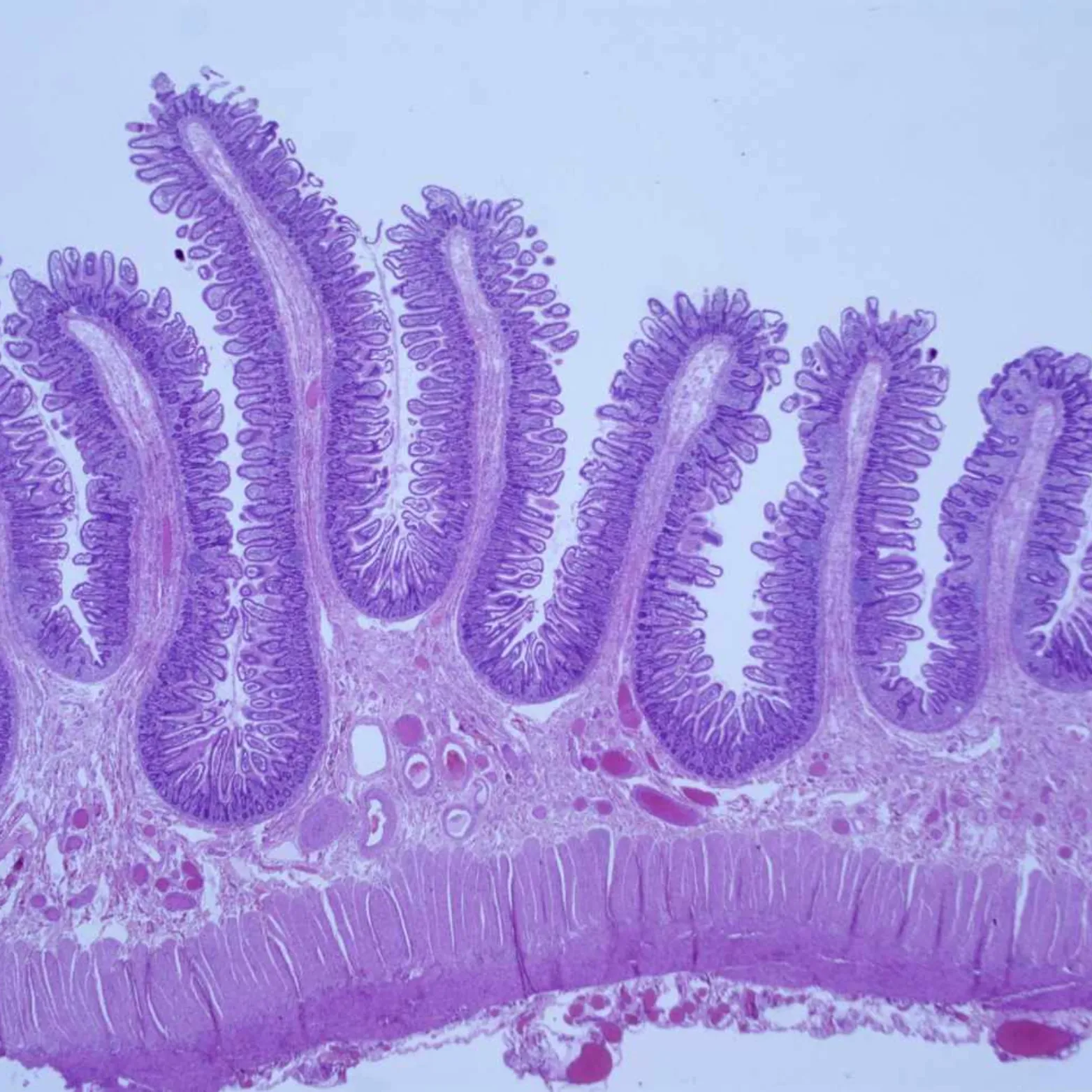 Histology